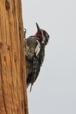 2014_08_03 (25)_Red-naped_Sapsucker (533x800).jpg