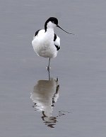 avocet (4).JPG