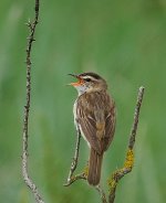 sedge warbler (3).JPG