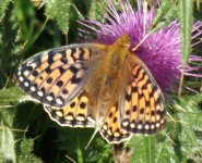 fritillary crop.jpg