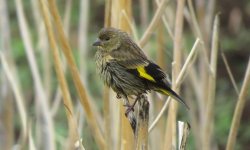 IMG_6031 Black-headed Greenfinch (f) @ Shuhe.JPG