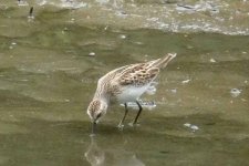 leastSandpiper1160224.jpg