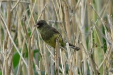 IMG_6055 Black-faced Bunting sordida (m) @ Shuhe.JPG