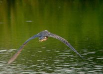 NIGHT_HERON2.jpg