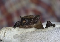 Noctule6.jpg