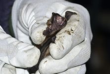 Noctule7.jpg