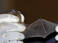 Noctule10.jpg