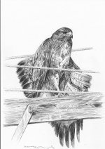 Common-buzzard (3).jpg