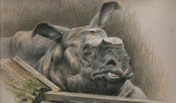 Indian-rhinoceros-Nico-colo (2).jpg