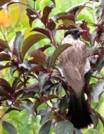 IMG_6002 Sooty-headed Bulbul @ Shuhe .JPG