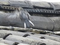 IMG_5996 juvenile White Wagtail @ Shuhe.JPG