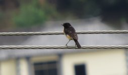 IMG_5942 Siberian Stonechat @ Tiger Leaping Gorge.JPG