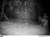 Hedgehogs-&-Fox-in-Garden-11,1.jpg