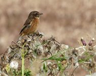 stonechat.JPG