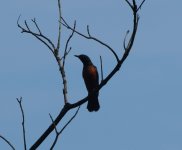 Rock-Thrush Crop.jpg