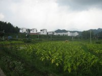 Tobacco Fields in Xinqiao Comp.jpg