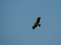 2014.07.20 Booted Eagle.JPG
