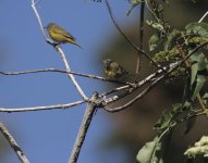 nashville warbler.JPG