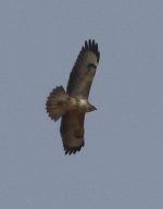 buzzard5.jpg