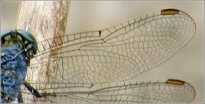 right forewing.jpg