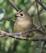 goldcrest1.jpg