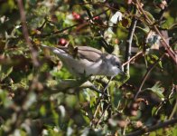 lesserwhitethroat2.jpg