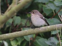 piedflycatcher3.jpg