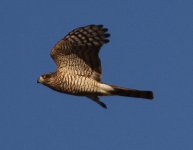 sparrowhawk2.jpg