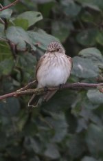 spottedflycatcher2.jpg