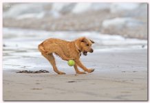 football dog.jpg