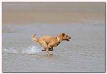 running in water 1.jpg