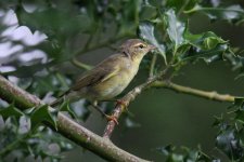 Warbler_IMG_5336.jpg