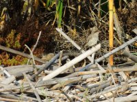 2014.08.24 Juv Woodchat Shrike.JPG