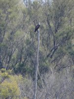 2014.08.24 Juv Osprey.jpg