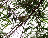 Pallis or Yellow-browed Warbler_9139.jpg