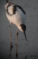 avocet.JPG