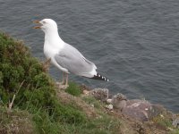 Herring Gull with chicks.jpg