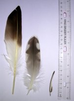 feathers2.jpg
