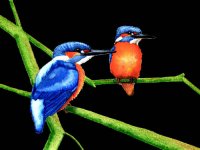 kingfishers.jpg