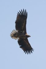 White-tailed-Eagle-01-05-20.jpg
