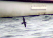 storm petrel carlingford lough july 06.jpg