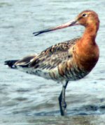 black tailed godwit dundalk july 06.jpg