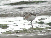 sanderling baltry july 06.jpg