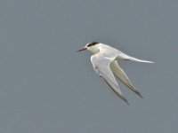 Tern Image 2.jpg