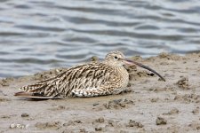 40D curlew1.jpg