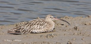 40D curlew3 500mm.jpg