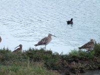 4. curlew DSCF1988 (2).JPG