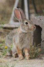 2014_08_04 (3)_Desert_Cottontail (533x800).jpg