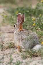 2014_08_04 (4)_Desert_Cottontail (533x800).jpg