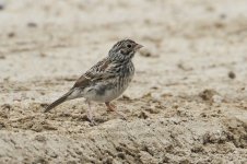 2014_08_04 (5)_Vesper_Sparrow (800x533).jpg